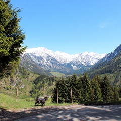 Im Mai im Allgäu (1)